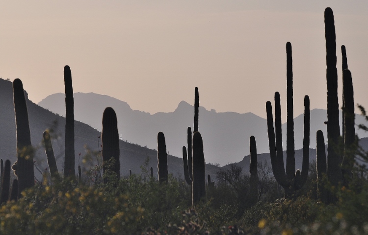 saguaro in silhouette